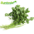 Green fast grow black split  coriander  seed